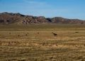 L’herbe sous nos pieds : pourquoi les terres de parcours naturels sont essentielles